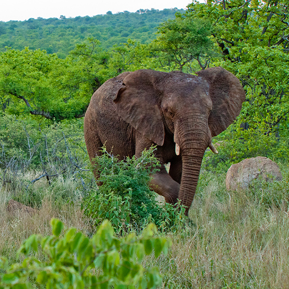 Elephant Monitoring Selati Research Elephant Monitoring Selati Research