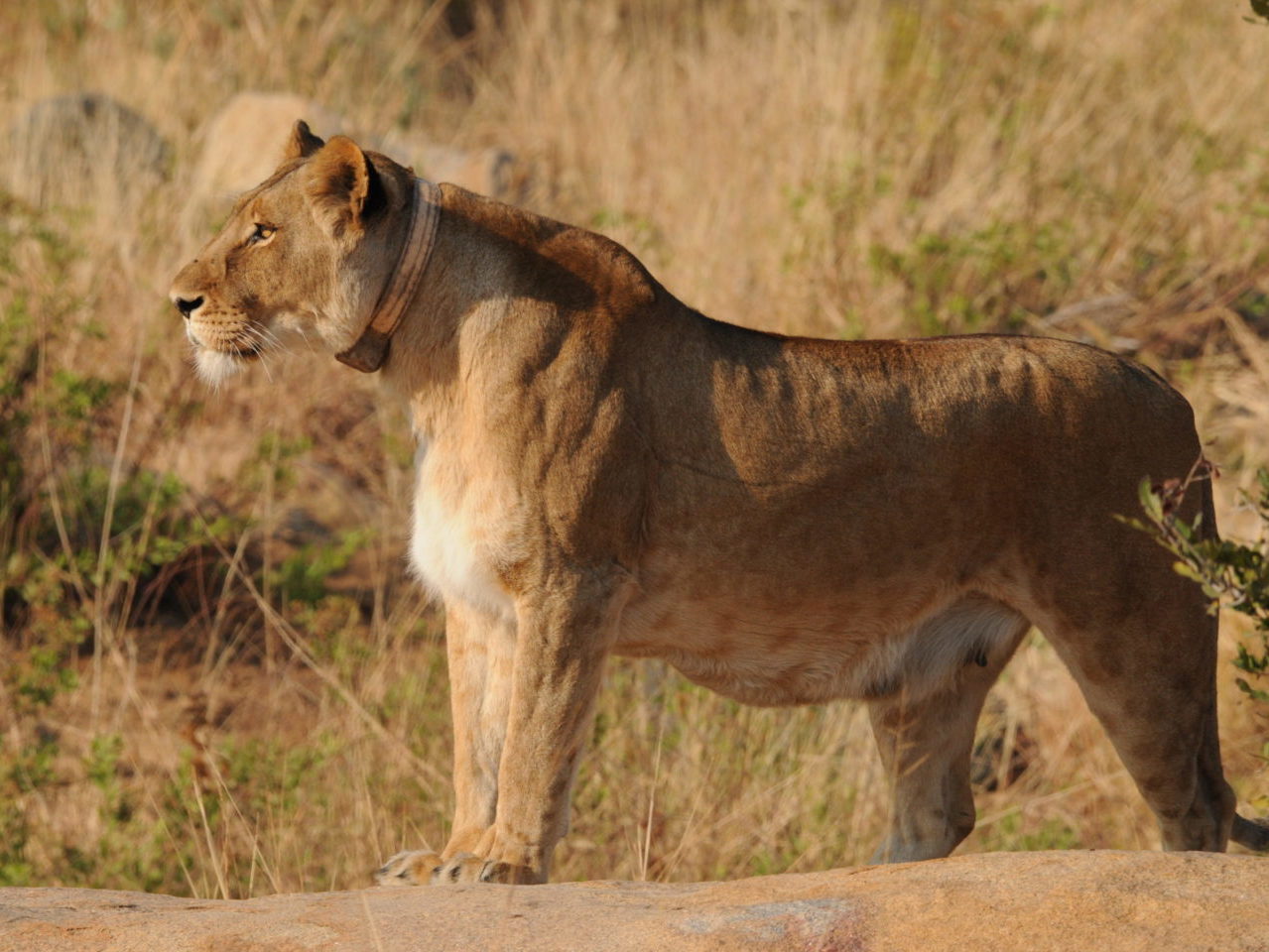 Lion Monitoring Selati Research Lion Monitoring Selati Research