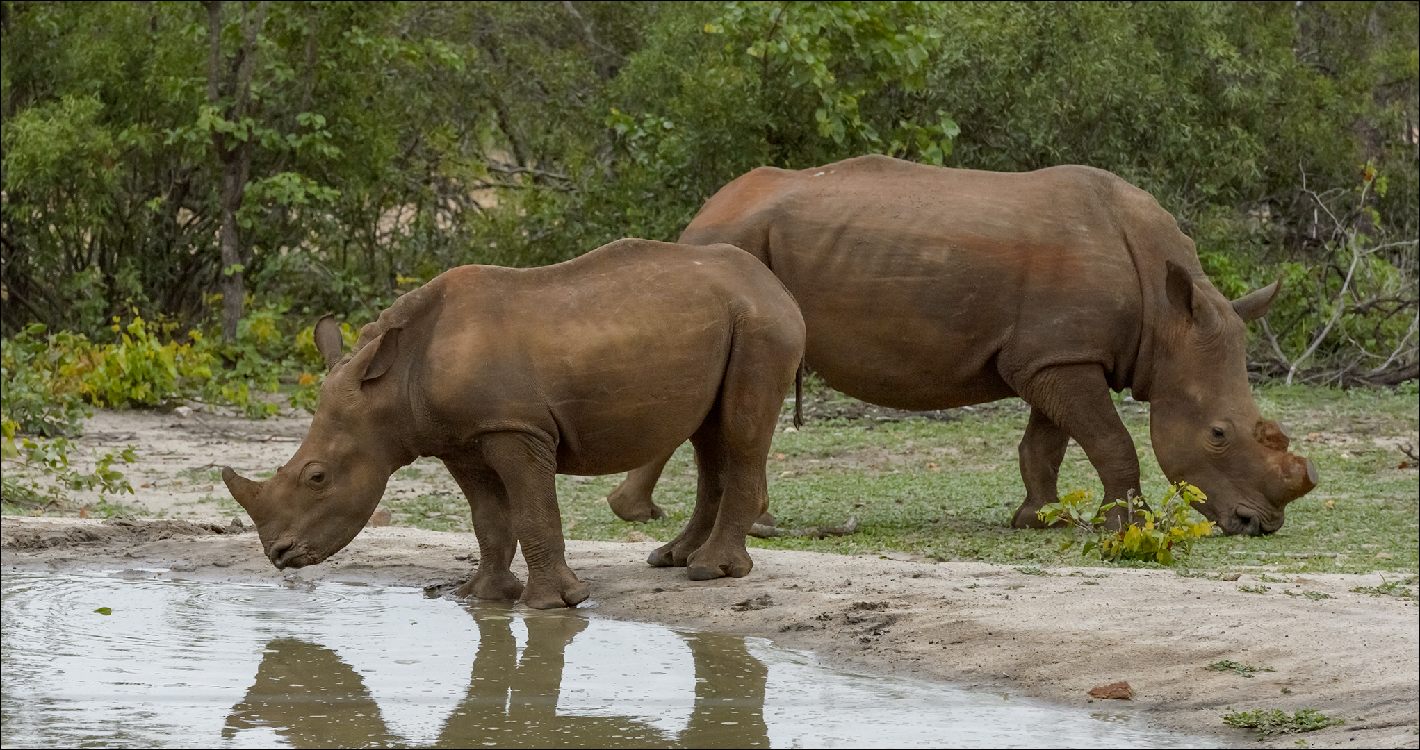 White Rhino Selati Research White Rhino Selati Research