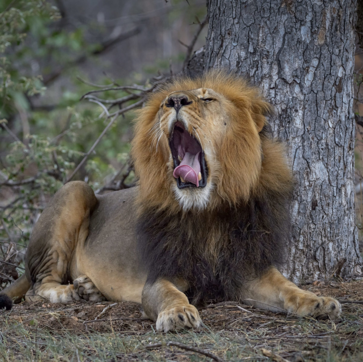 Lion Monitoring Selati Research Lion Monitoring Selati Research