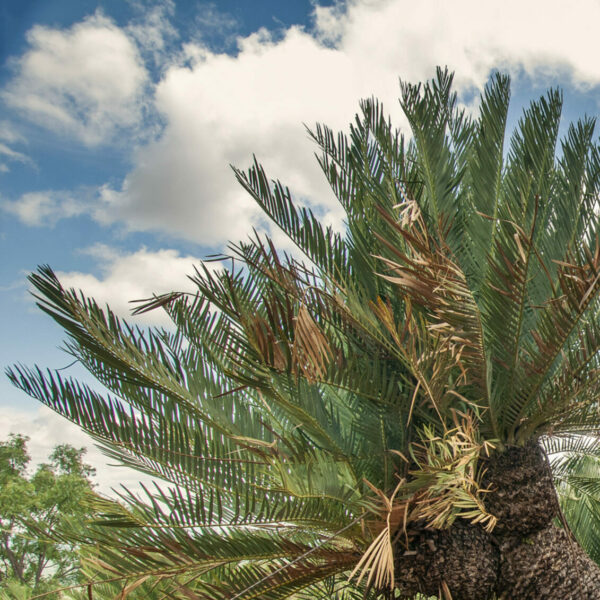 Lillie Cycad Selati Game Reserve Lillie Cycad Selati Game Reserve